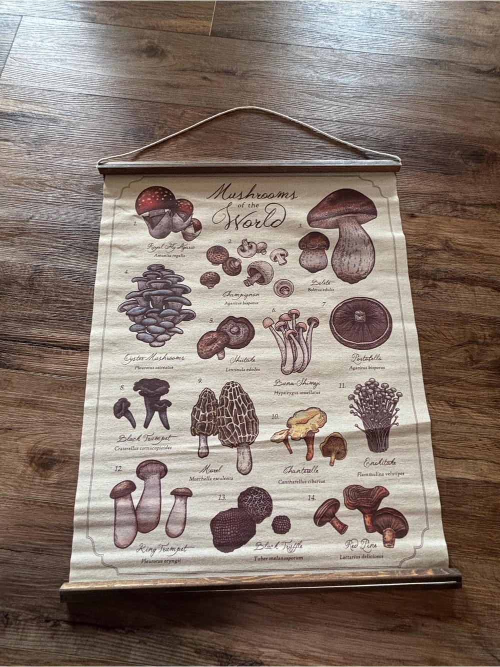 Mushrooms of the World Wall Hanging - Neutral Brown Canvas